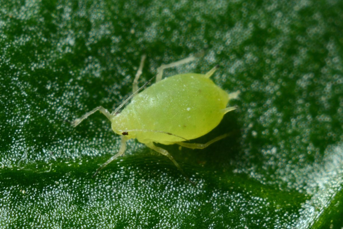 Aphid pest of peppers