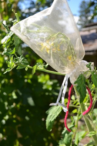 bagging method against cross-pollination