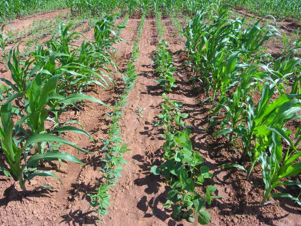 intercropping against cross-pollination